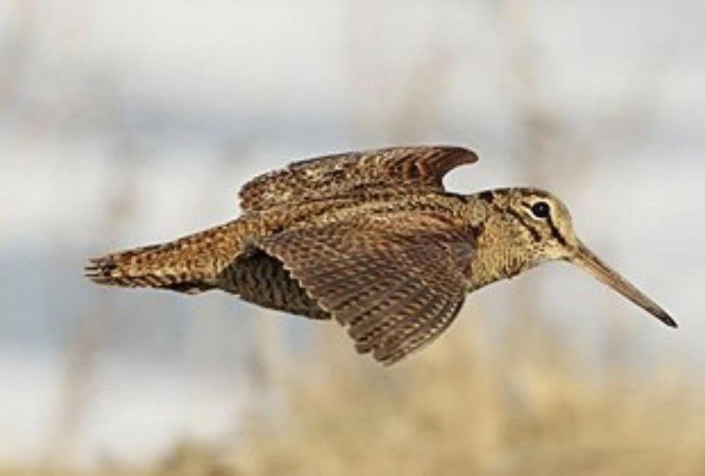 Посчитать вальдшнепов в регионе приглашают саратовских любителей природы
